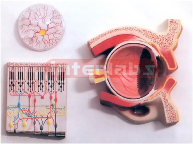 HUMAN EYE DEMONSTRATION MODEL